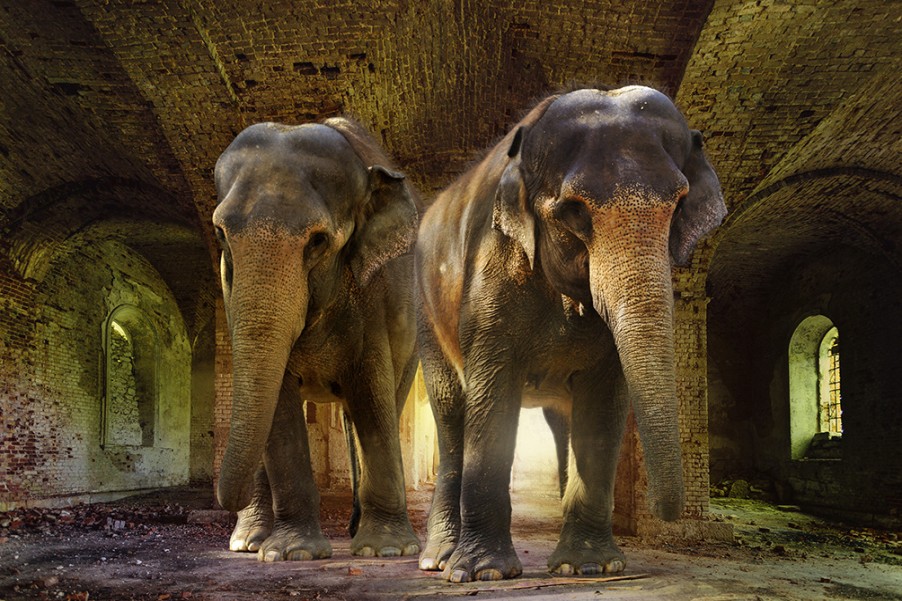 Art Gallery Xiart | Indian Elephants