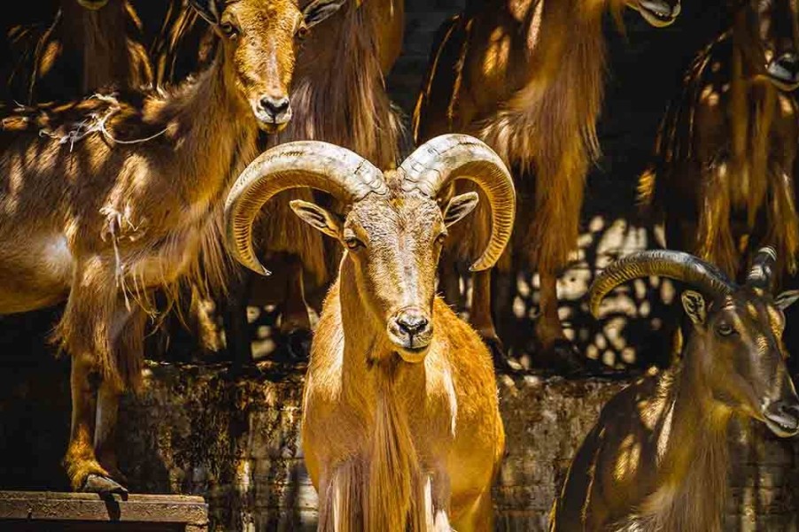 Art Gallery Xiart | Goats