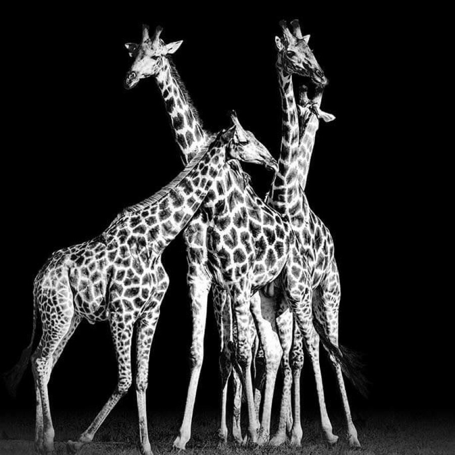 Art Gallery Xiart | Giraffes