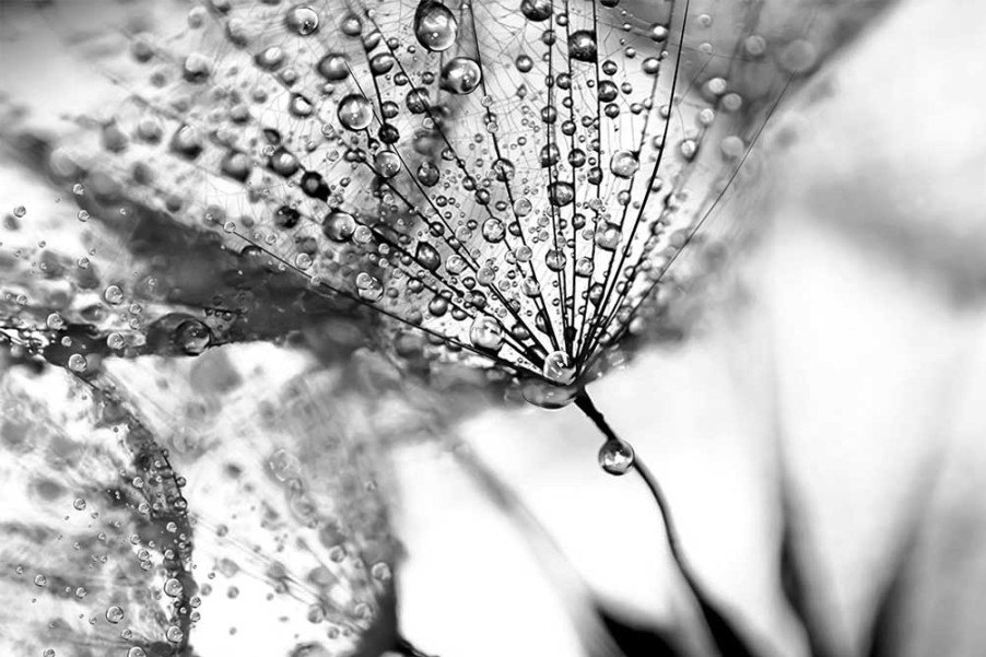 Art Gallery Xiart | Water Drops