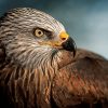 Art Gallery Xiart | Bird Of Prey