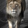 Art Gallery Xiart | Perfect Lion