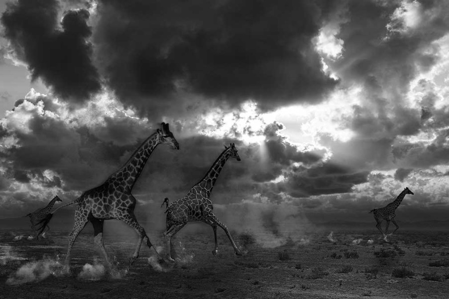 Art Gallery Xiart | Running Giraffes