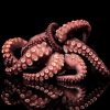 Art Gallery Xiart | Octopus