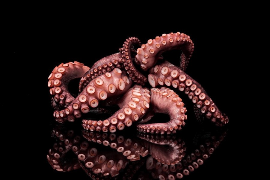 Art Gallery Xiart | Octopus