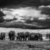 Art Gallery Xiart | The Elephants Family - Black & White