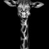 Art Gallery Xiart | Giraffe