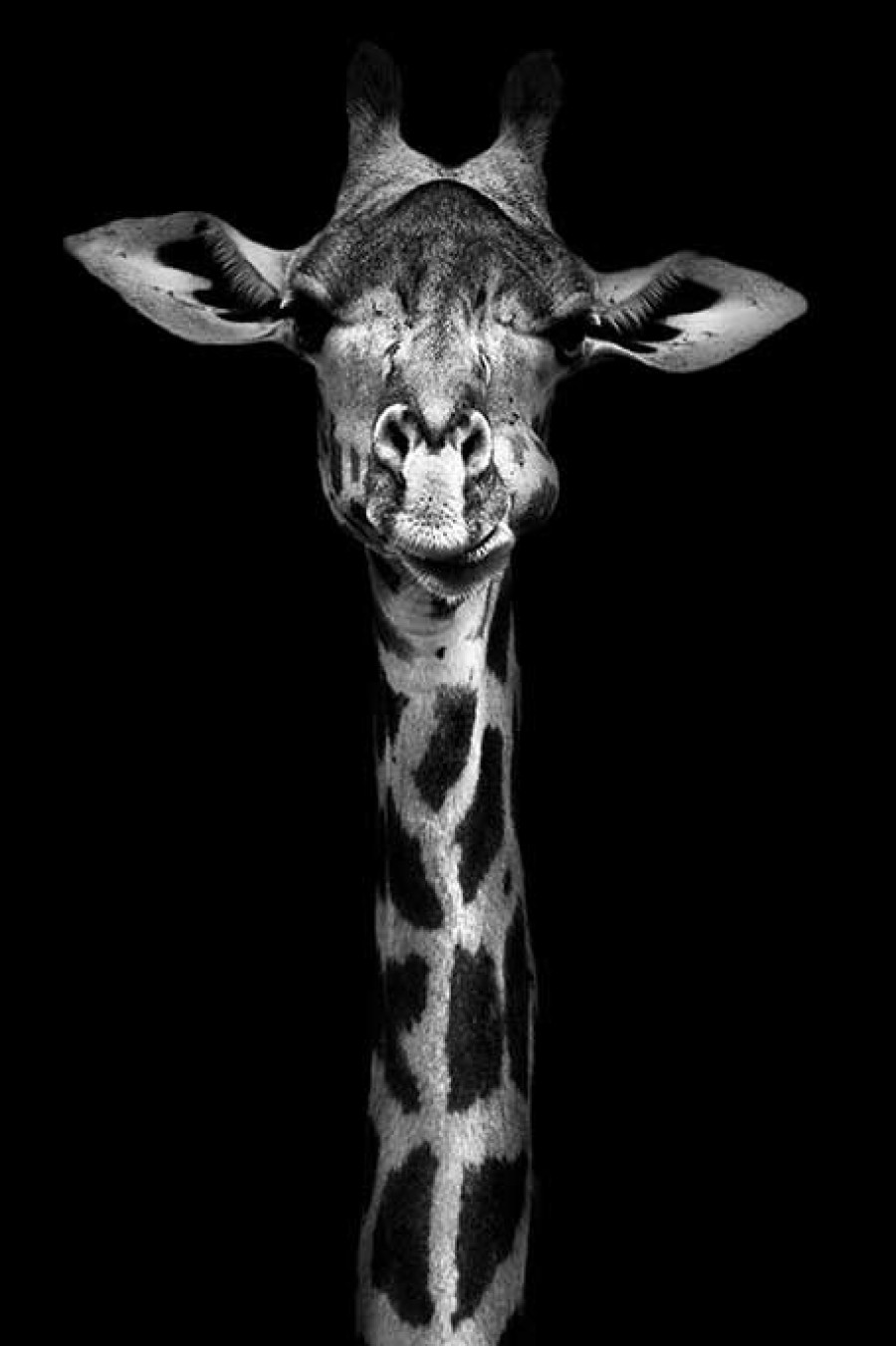 Art Gallery Xiart | Giraffe