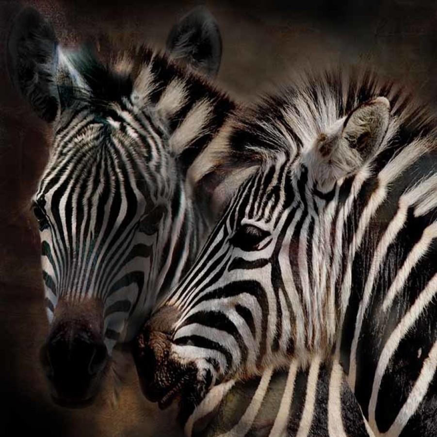 Art Gallery Xiart | Zebra Art