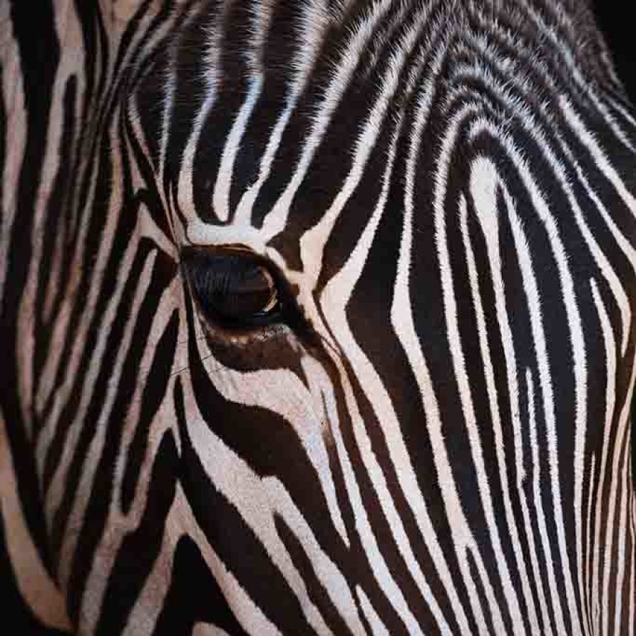 Art Gallery Xiart | Zebra Close-Up