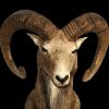 Art Gallery Xiart | Goat1