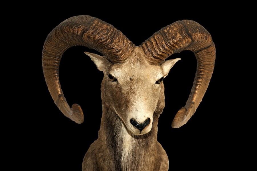 Art Gallery Xiart | Goat1