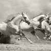 Art Gallery Xiart | Running Horses