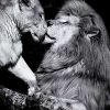 Art Gallery Xiart | Kissing Lion