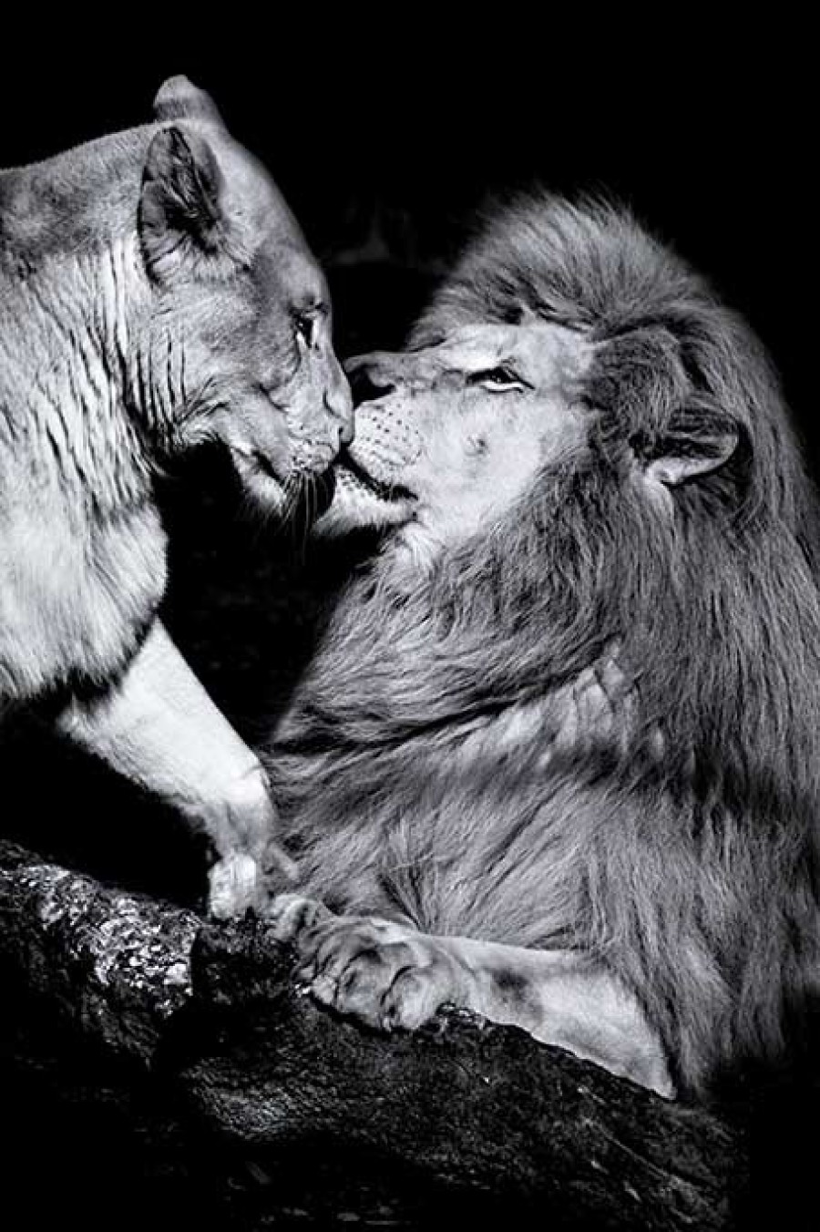 Art Gallery Xiart | Kissing Lion