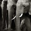 Art Gallery Xiart | Herd Of Elephants