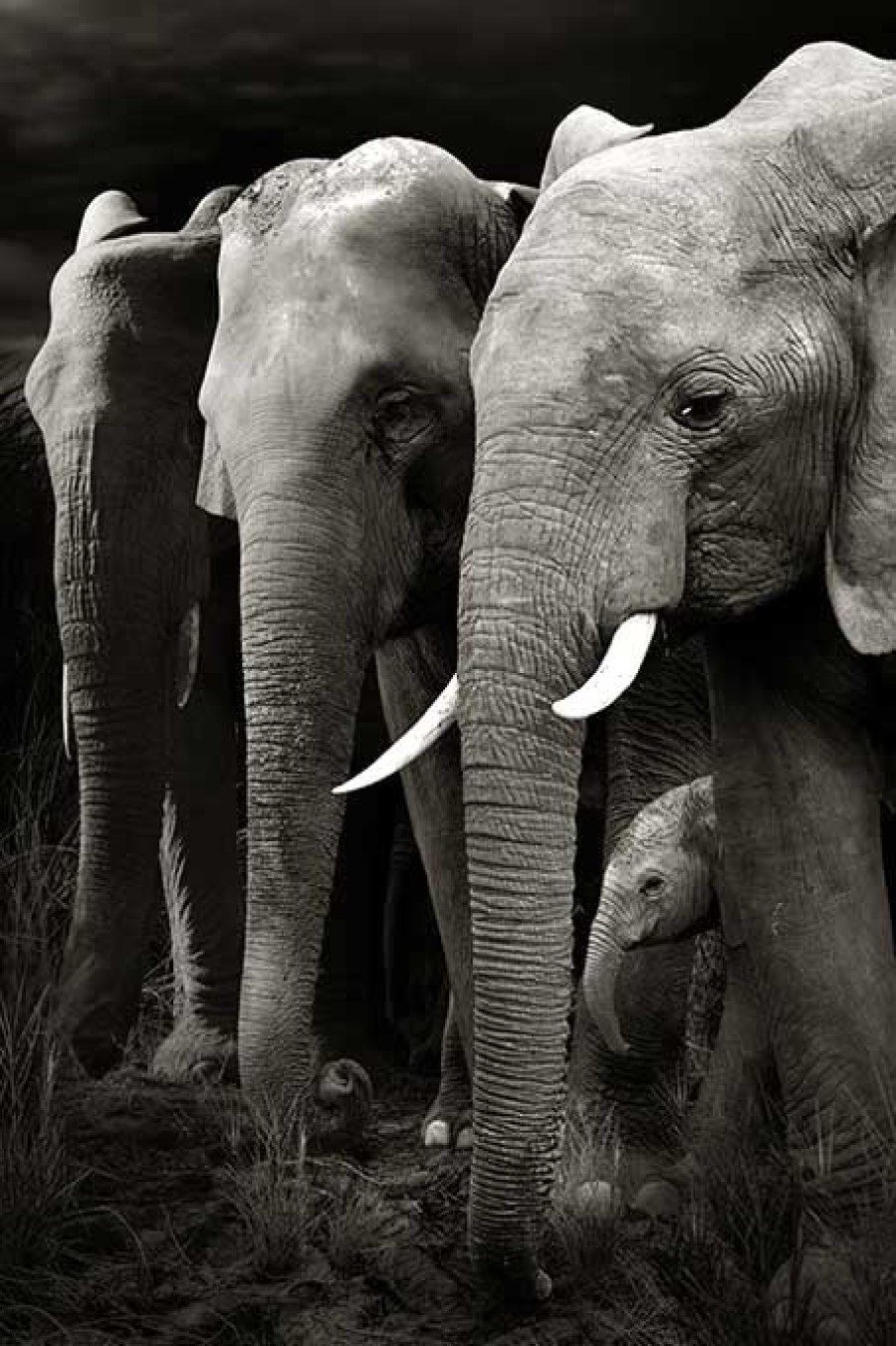 Art Gallery Xiart | Herd Of Elephants