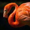 Art Gallery Xiart | Flamingo