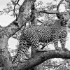 Art Gallery Xiart | Cheeta In Tree