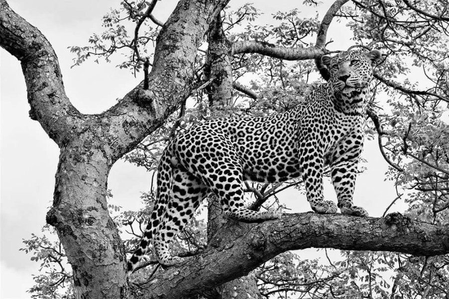 Art Gallery Xiart | Cheeta In Tree