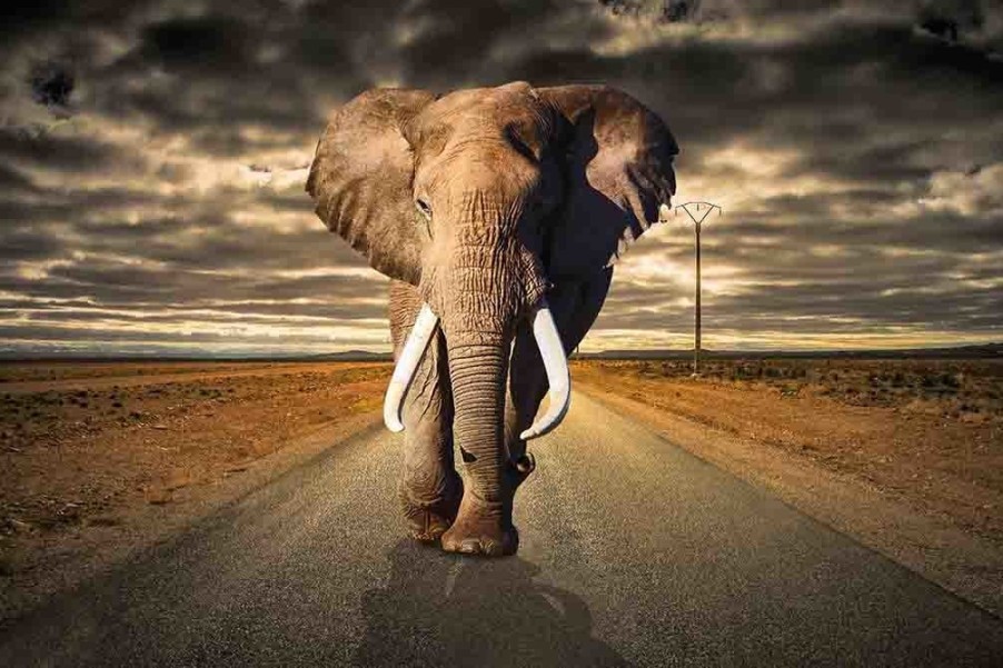 Art Gallery Xiart | Elephant On The Road