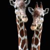 Art Gallery Xiart | Giraffe Safari