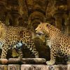 Art Gallery Xiart | Leopards