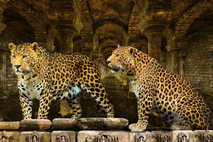 Art Gallery Xiart | Leopards