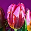 Art Gallery Xiart | Tulips