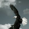 Art Gallery Xiart | Eagle