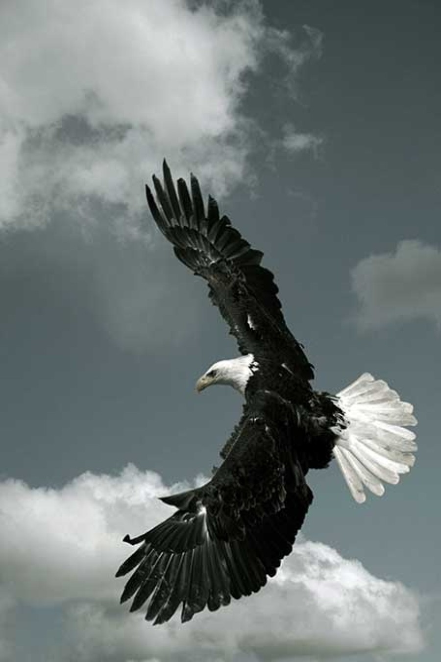 Art Gallery Xiart | Eagle