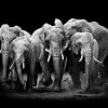 Art Gallery Xiart | The Elephants Group