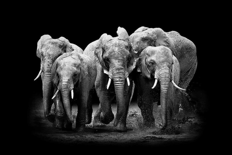 Art Gallery Xiart | The Elephants Group