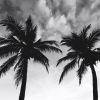 Art Gallery Xiart | Palm Trees In The Breeze