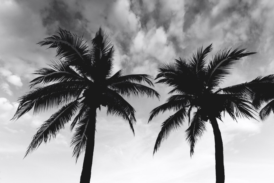 Art Gallery Xiart | Palm Trees In The Breeze