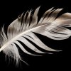 Art Gallery Xiart | White Feather