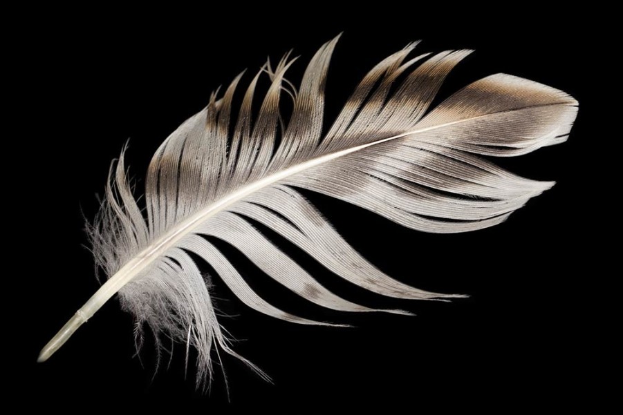 Art Gallery Xiart | White Feather