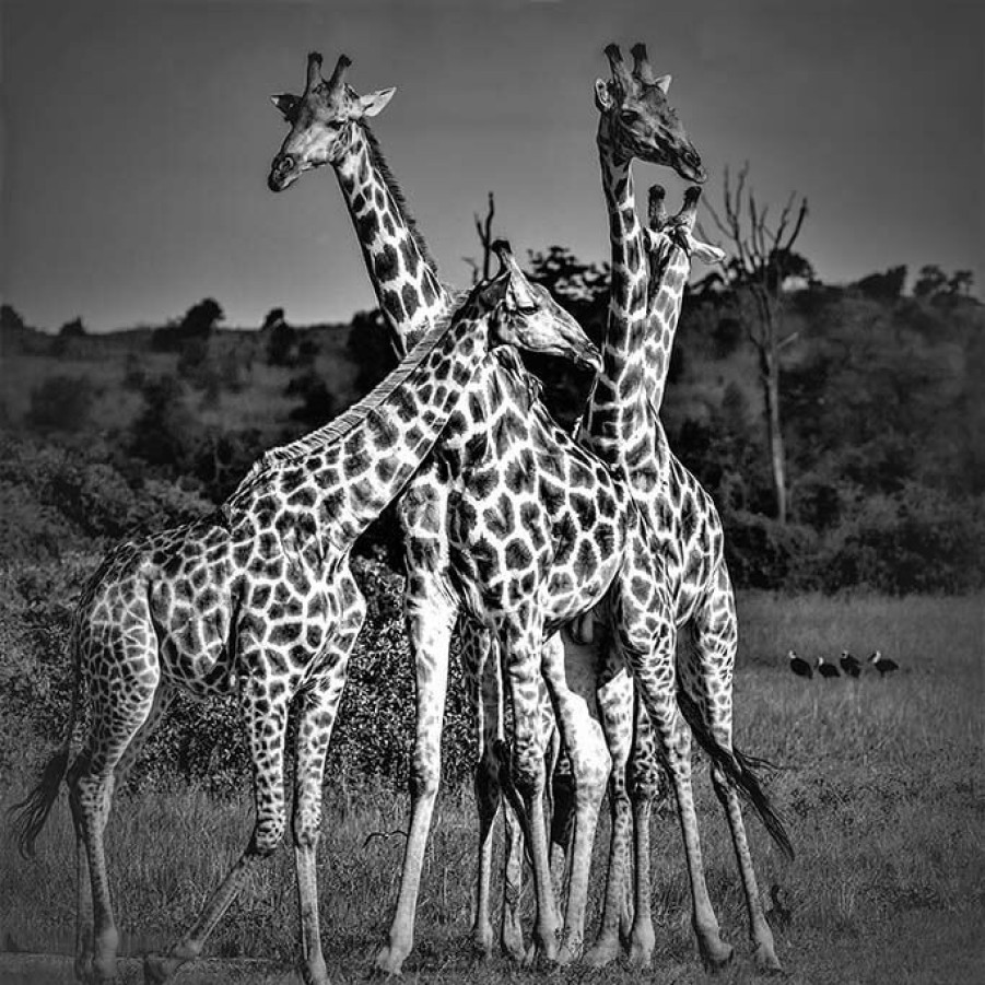 Art Gallery Xiart | Giraffes