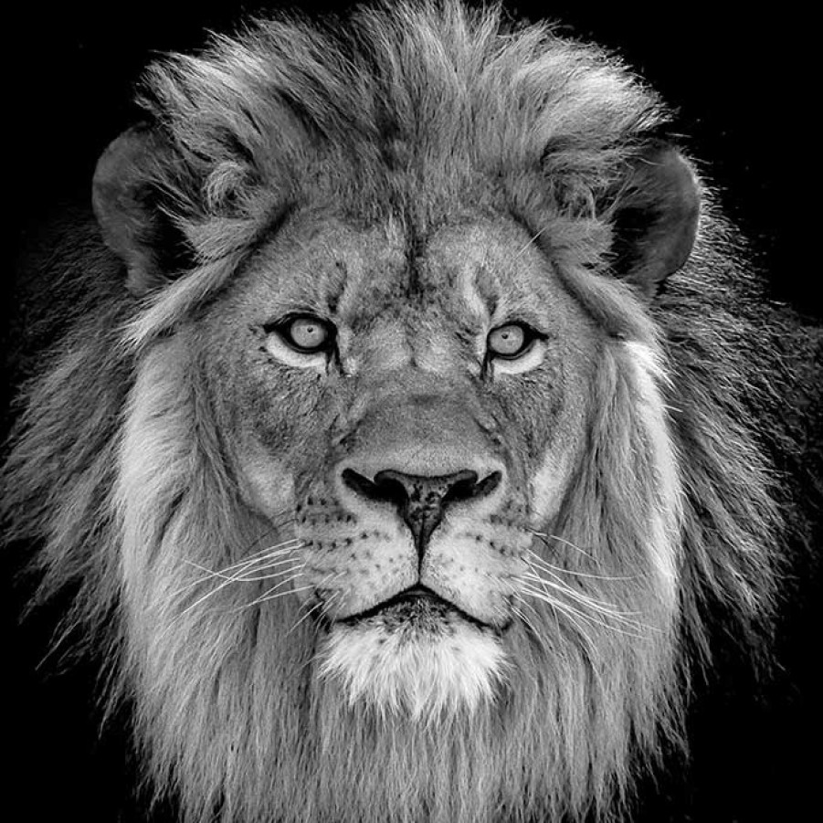 Art Gallery Xiart | Lion Black And White