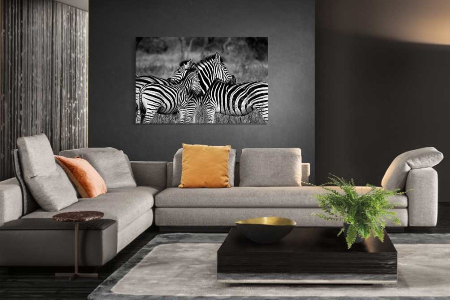 Art Gallery Xiart | Zebras