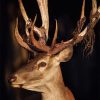 Art Gallery Xiart | Deer Night