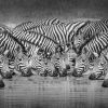 Art Gallery Xiart | Zebra Group