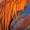 Art Gallery Xiart | Colored Feathers