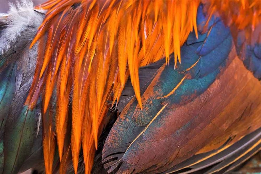 Art Gallery Xiart | Colored Feathers