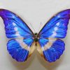 Art Gallery Xiart | Butterfly Blue