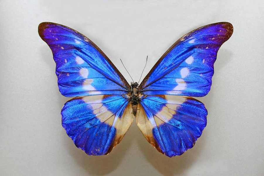 Art Gallery Xiart | Butterfly Blue