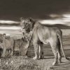 Art Gallery Xiart | Lion Family