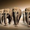 Art Gallery Xiart | The Elephant Group