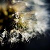 Art Gallery Xiart | Dandelion Flower