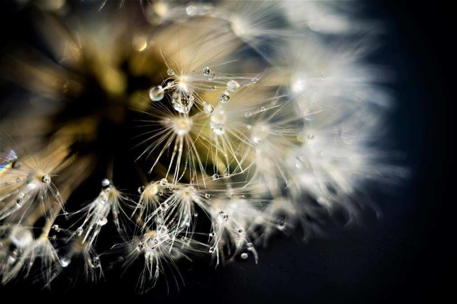 Art Gallery Xiart | Dandelion Flower